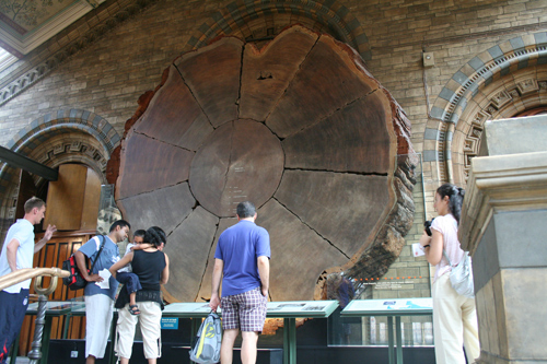 Coupure d'un sequoia géant